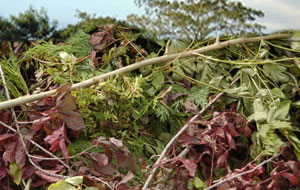 Green Waste Removal