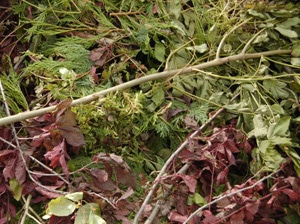 Tips For DIY Green Waste Removal
