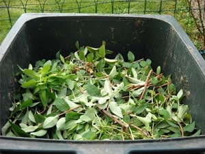 What Can Go In Green Waste Bins?